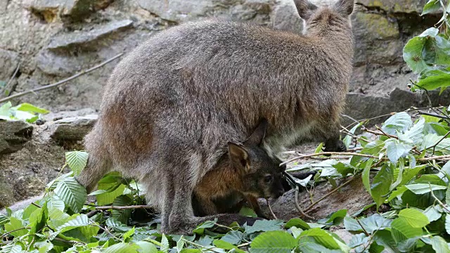 吃草的袋鼠，婴儿从母袋看视频素材