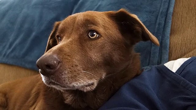 好奇的棕色狗坐在沙发上看相机视频素材