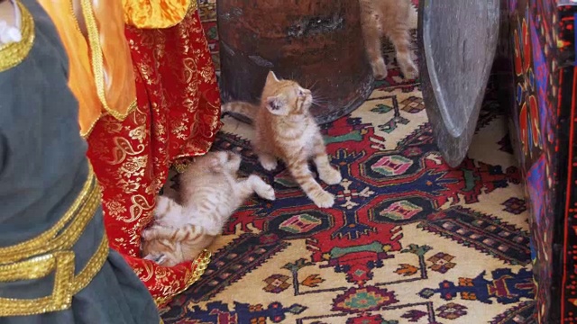 流浪红猫和小猫在街上视频素材