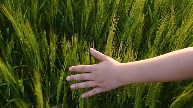 日落时分，孩子的手抚摸着绿色的麦穗视频素材