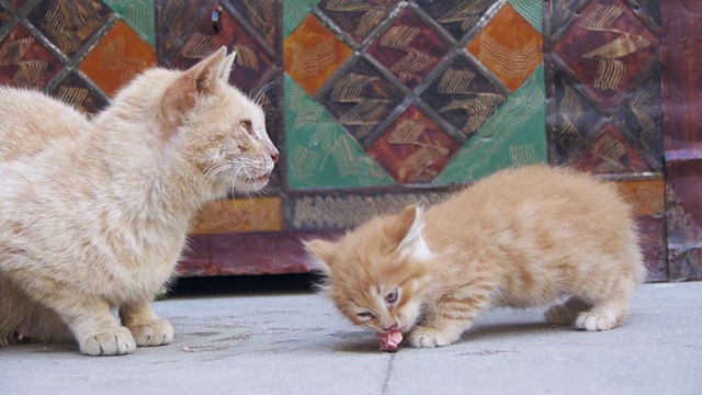 流浪红猫带着小猫在街上吃东西。慢动作视频素材