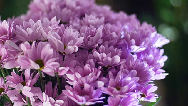 特写，花束在光线的照射下，旋转，花卉组成由紫色菊花沙巴。背景中有很多绿色植物视频素材