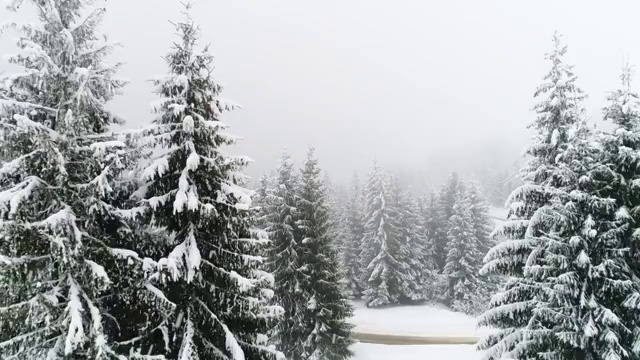 冬天的喀尔巴阡，在暴风雪中飞过冷杉树视频素材