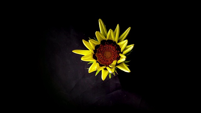黄色的花在黑色的背景下开放视频下载