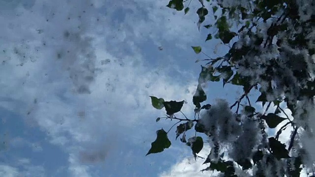 杨树绒毛。绒毛从白杨树的树枝上飞下来，映衬着湛蓝的天空和白云视频素材