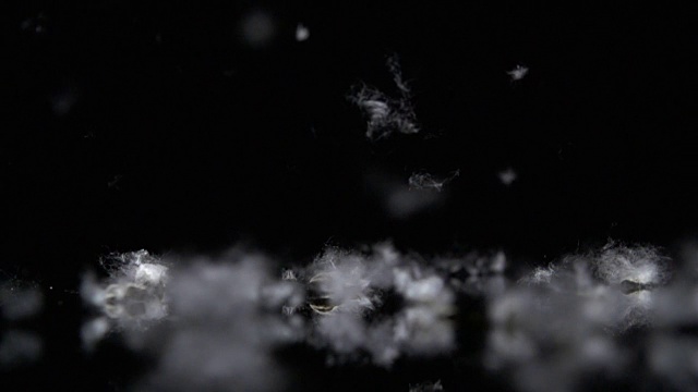 白杨树的绒毛慢慢地落在黑暗的背景下。是用高速摄像机拍摄的。慢动作视频素材