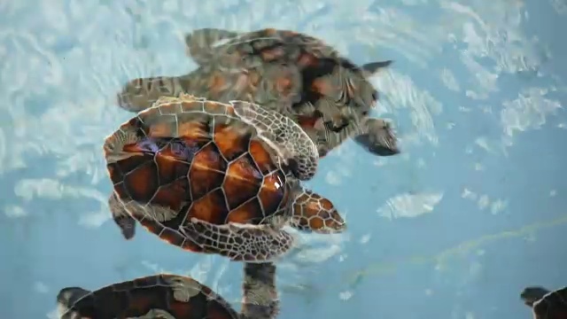 乌龟在游泳池里游泳视频下载