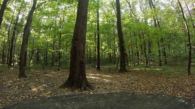 惊人的观点，静止的树在森林的出租车的汽车在夏天视频下载
