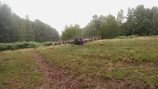 几只羊从森林里的小草坪上的围场里走出来视频下载