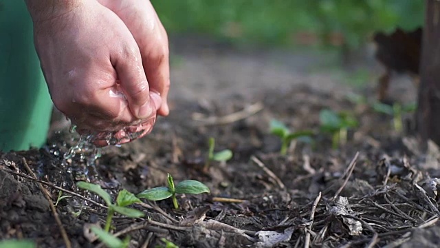 农民的手在自己的生态园浇灌绿色的新鲜黄瓜视频素材