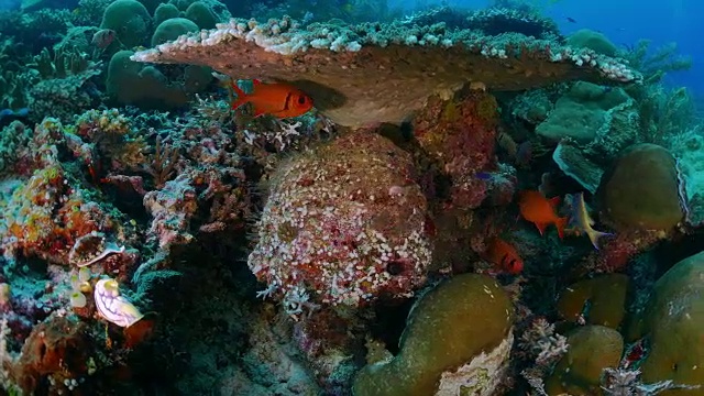 隐藏在鹿角硬珊瑚中的阿方西诺鱼视频下载