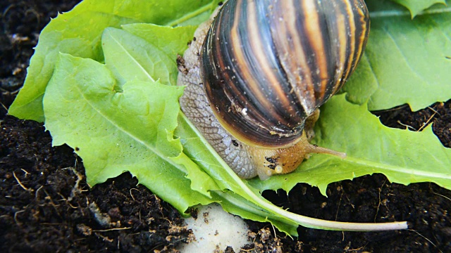 巨大的非洲蜗牛正在吃新鲜的绿叶视频下载