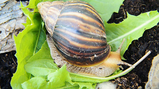 巨大的非洲蜗牛正在吃新鲜的绿叶视频下载