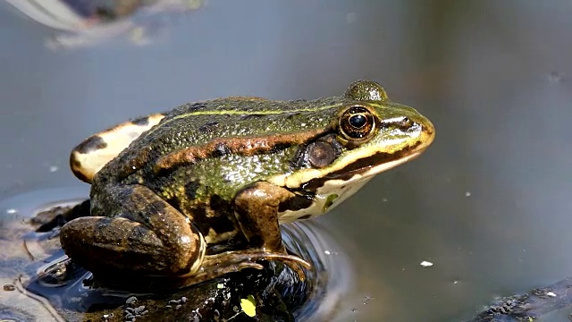 池塘上的绿色沼泽青蛙，欧洲野生动物视频下载