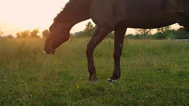 慢镜头:金色的日出中，一头棕色的马在草地上吃草视频素材