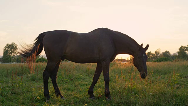 慢镜头:金色的夕阳下，一匹深棕色的马在草地上吃草视频素材