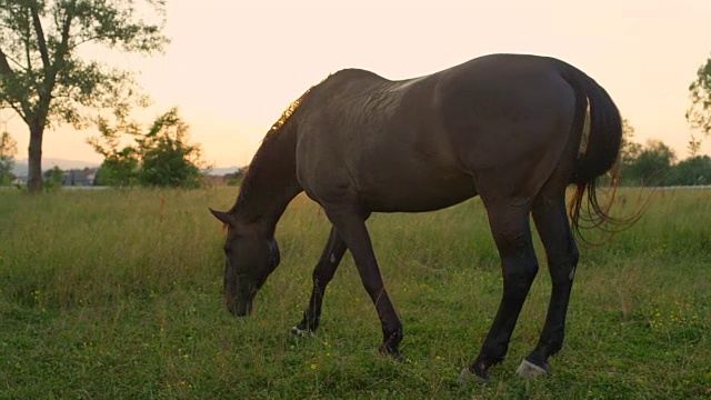 慢镜头:马在牧场上吃草，摇着头，摇着尾巴视频素材