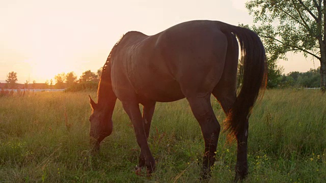 慢镜头:马在牧场上吃草，摇着头，摇着尾巴视频素材