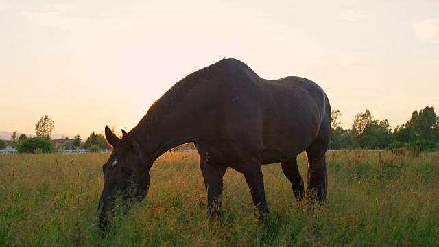 慢镜头:日落时分，美丽的黑褐色马站在高高的草地上吃草视频素材