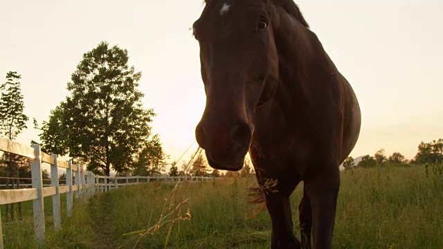近距离观察:令人晕眩的种马在牧场上咀嚼新鲜的草视频素材