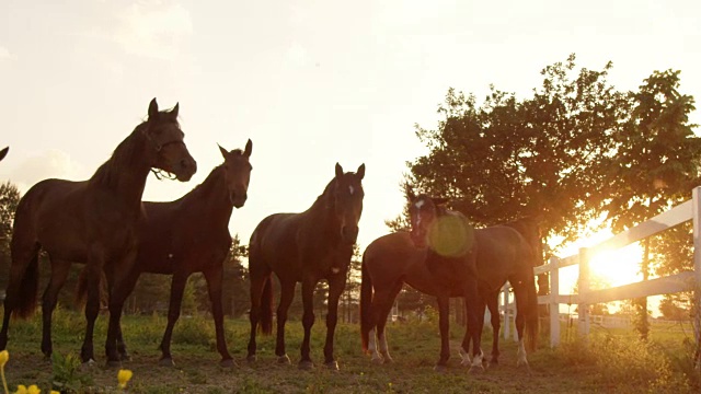 慢镜头:一群美丽的马在牧场上排成一排视频素材