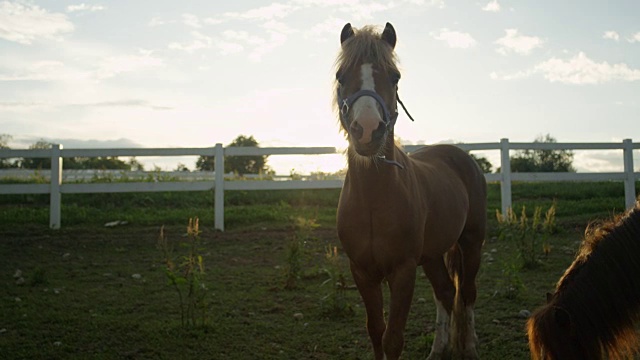特写:阳光明媚的夏日早晨，牧场上的两匹小马视频素材