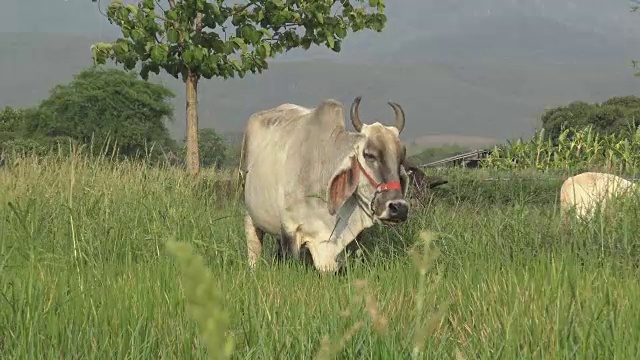 白奶牛在草地上吃草。视频素材