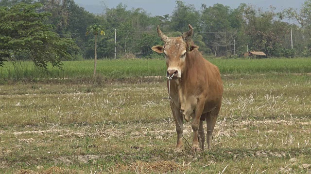 奶牛站在田野里。视频素材