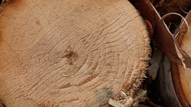 新砍伐的桦树树干上的年轮横截面视频下载