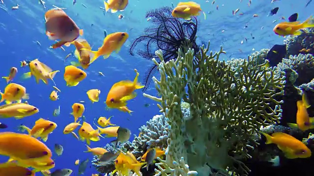 珊瑚礁和美丽的鱼。海洋中的水下生物。视频素材