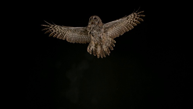 欧亚褐鸮，黑纹鸮，成年飞行，诺曼底，4K慢镜头视频素材