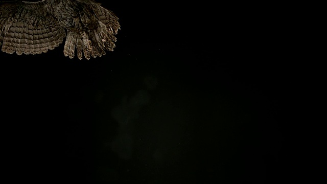 欧亚褐鸮，黑纹鸮，成年飞行，诺曼底，4K慢镜头视频素材