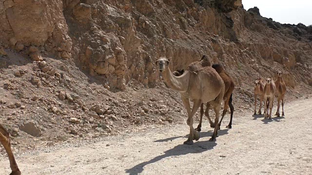 阿曼沙漠中的骆驼群视频素材