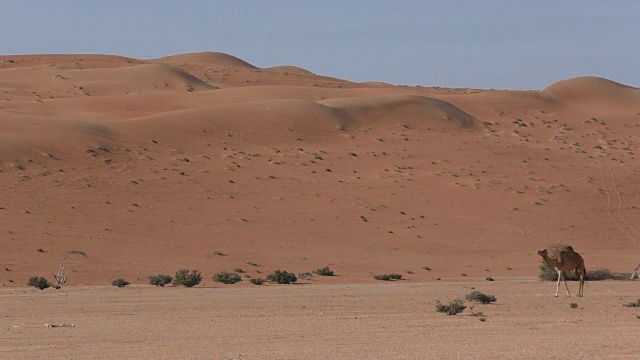阿曼沙漠中的骆驼家族视频素材