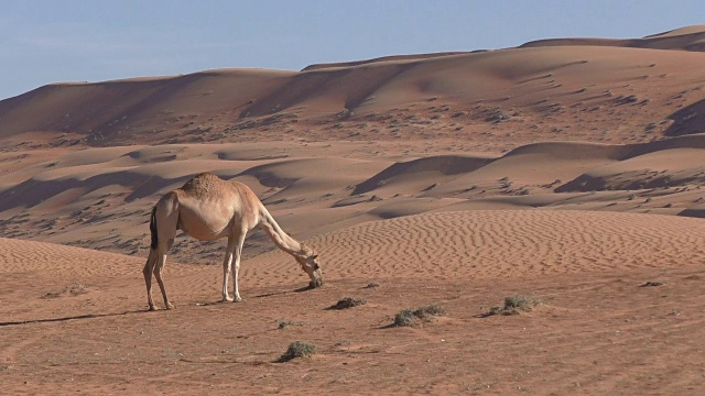 孤独的骆驼在阿曼沙漠吃沙丘间的干草视频素材