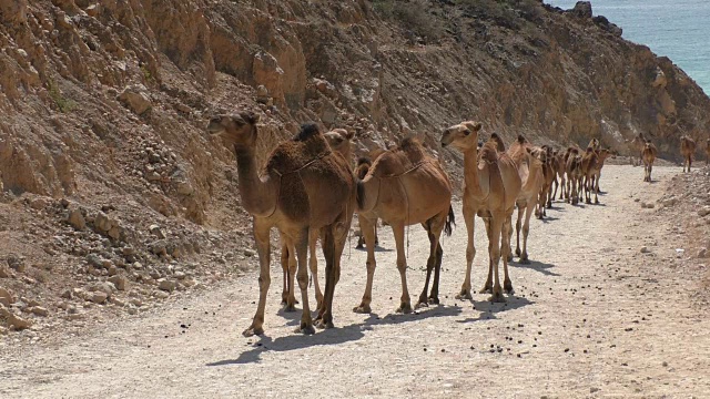 阿曼沙漠中的骆驼群视频素材