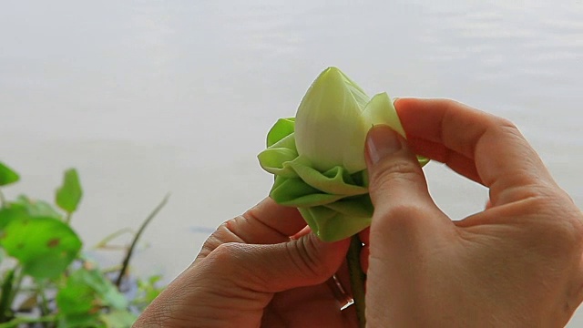 手工装饰莲花花瓣泰国传统风格视频下载