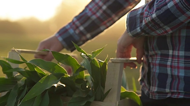日落时分，农夫带着一个装着绿色植物的盒子在田野里行走视频素材