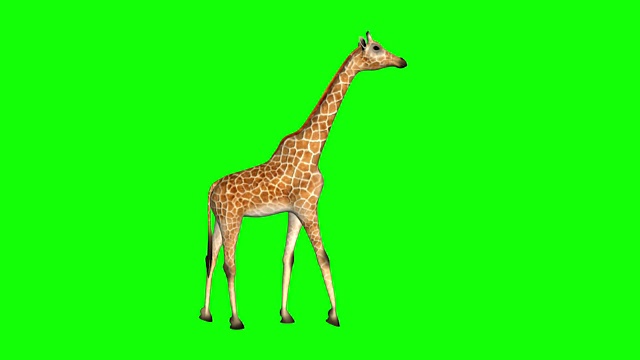 绿色背景下的长颈鹿视频素材