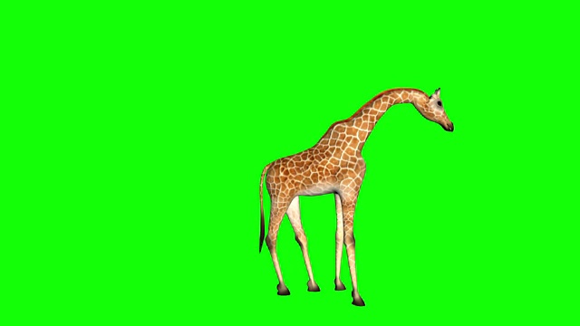 绿色背景下的长颈鹿视频素材