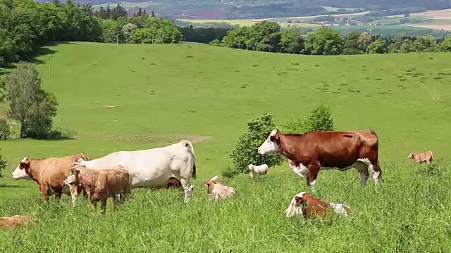 阳光明媚的春天，牛群在草地上吃草视频素材