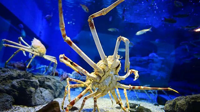 下面近距离观察红蟹缓慢爬过动物园水族馆的玻璃。Paralithodes camtschaticus。拍摄背景为黑暗，动物被闪烁的折射光照亮视频素材
