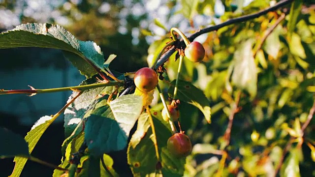 半熟的樱桃树枝上挂着一对美味的果实。关闭半熟的新鲜樱桃视频下载