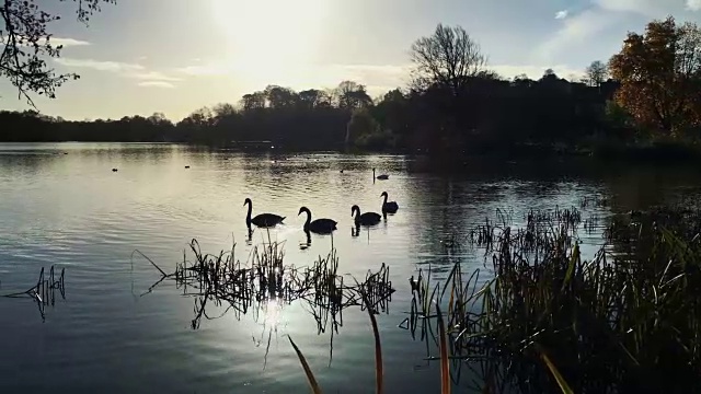 美丽的秋天湖泊和天鹅的剪影视频素材
