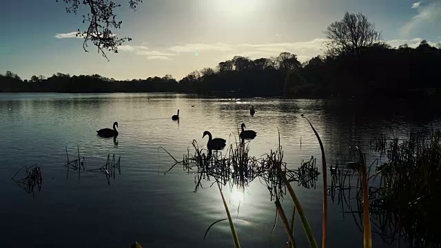 在美丽的秋天的一天，有天鹅剪影的英国乡村湖视频素材