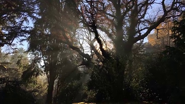 古老的老树与惊人的阳光到达通过剪影的树枝。美丽的秋天的背景视频素材