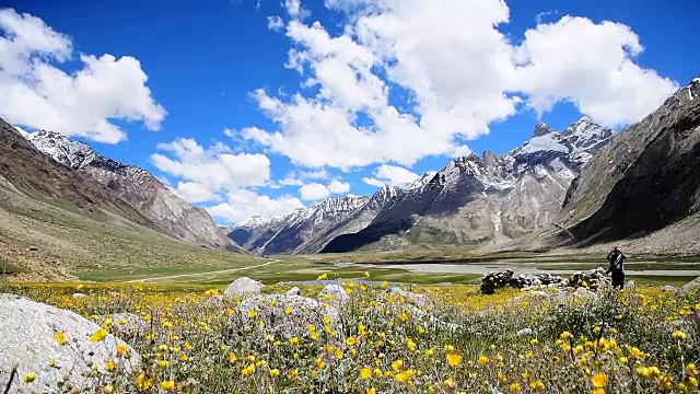 黄色花场与选择性聚焦与晴天背景雪山喜马拉雅和蓝色的天空，克什米尔，印度，选择性聚焦和运动模糊视频素材