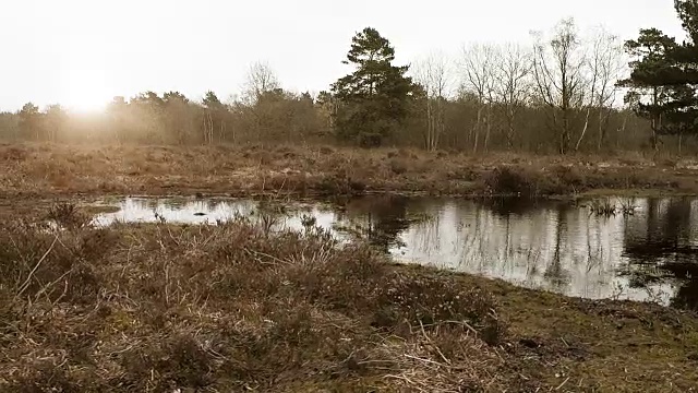 春天在沼泽地上淘洗视频素材