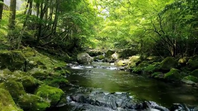 清澈溪流景观视频下载