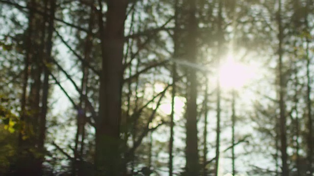 阳光透过树木在森林，拍摄在移动的汽车视频素材